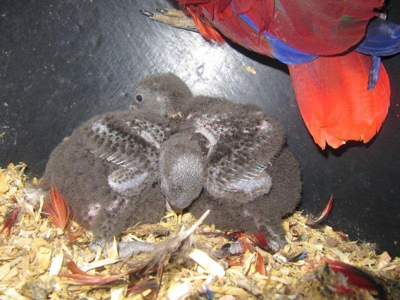 pop NG edelpapegaai 2026, Dieren en Toebehoren, Vogels | Parkieten en Papegaaien, Meerdere dieren, Papegaai, Geringd