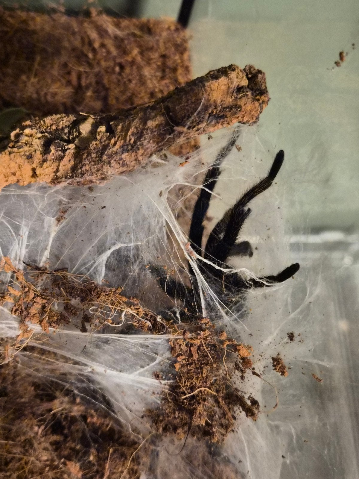 1.0 Chromatopelma cyaneopubescens, Dieren en Toebehoren, Spin of Schorpioen