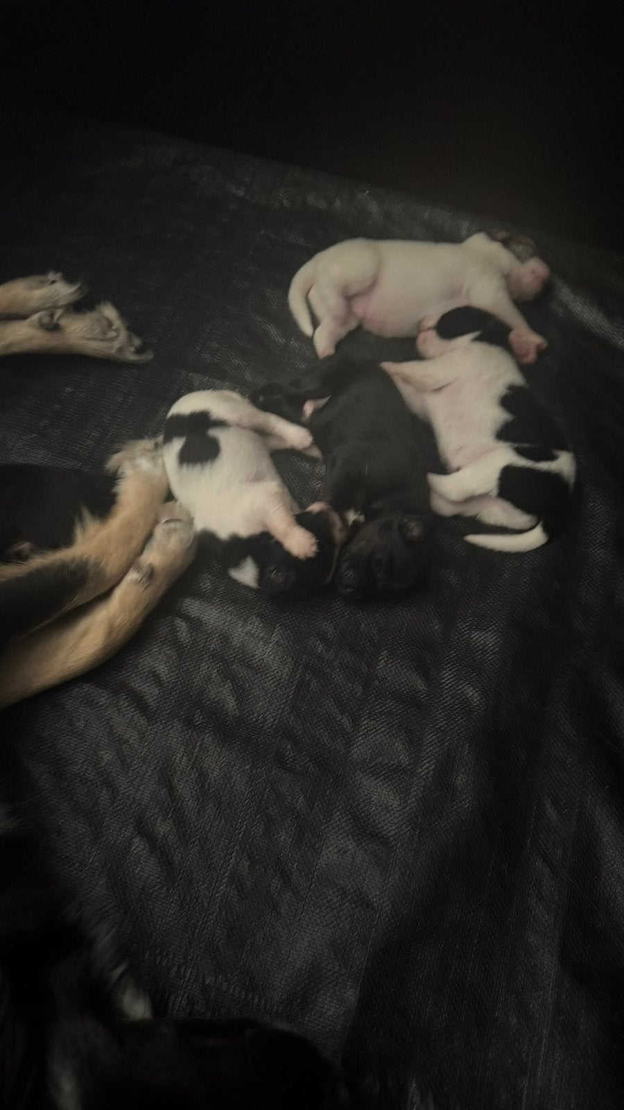 Mooie pups te koop, 8 tot 15 weken, Parvo, Meerdere, Meerdere dieren