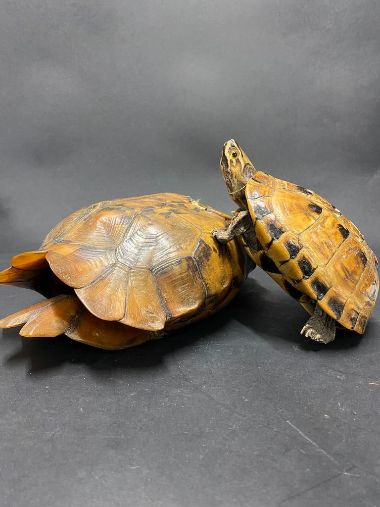 Voor 1940 taxiderma schildpad glasogen, Verzamelen, Dierenverzamelingen, Ophalen of Verzenden, Gebruikt, Opgezet dier