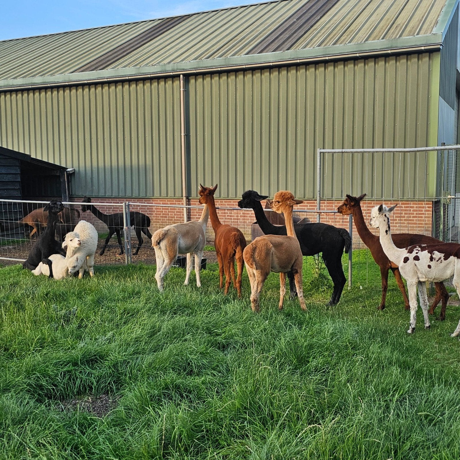 Diverse alpacas te koop, Dieren en Toebehoren, Overige Dieren, Januari, Mannelijk