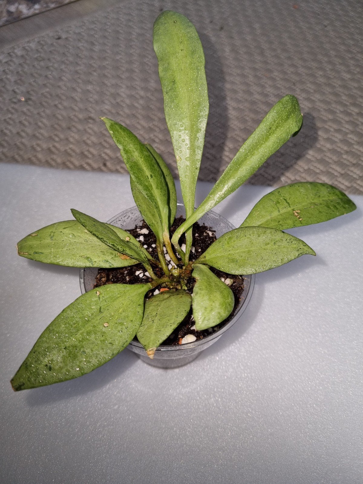 Hoya nicholsoniae new guinea ghost, Huis en Inrichting, Kamerplanten, Ophalen of Verzenden, Halfschaduw, Minder dan 100 cm