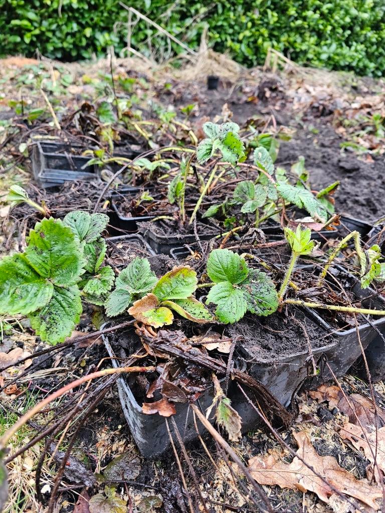 Aardbijen aardbei planten 2 jaar in pot, Ophalen of Verzenden, Overige soorten, Volle zon