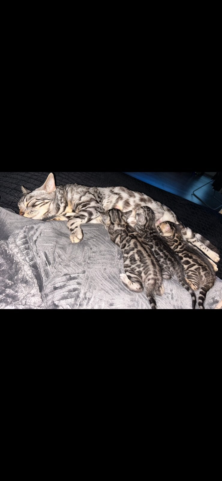 Prachtige bengaal kittens, Dieren en Toebehoren, Katten en Kittens | Raskatten | Korthaar, Meerdere dieren, Gechipt