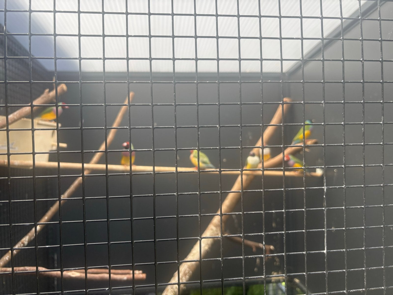 gouldamadine 4 dames 3heren  Met zeer mooi kooi voliere, Dieren en Toebehoren, Vogels | Overige Vogels, Meerdere dieren, Geringd