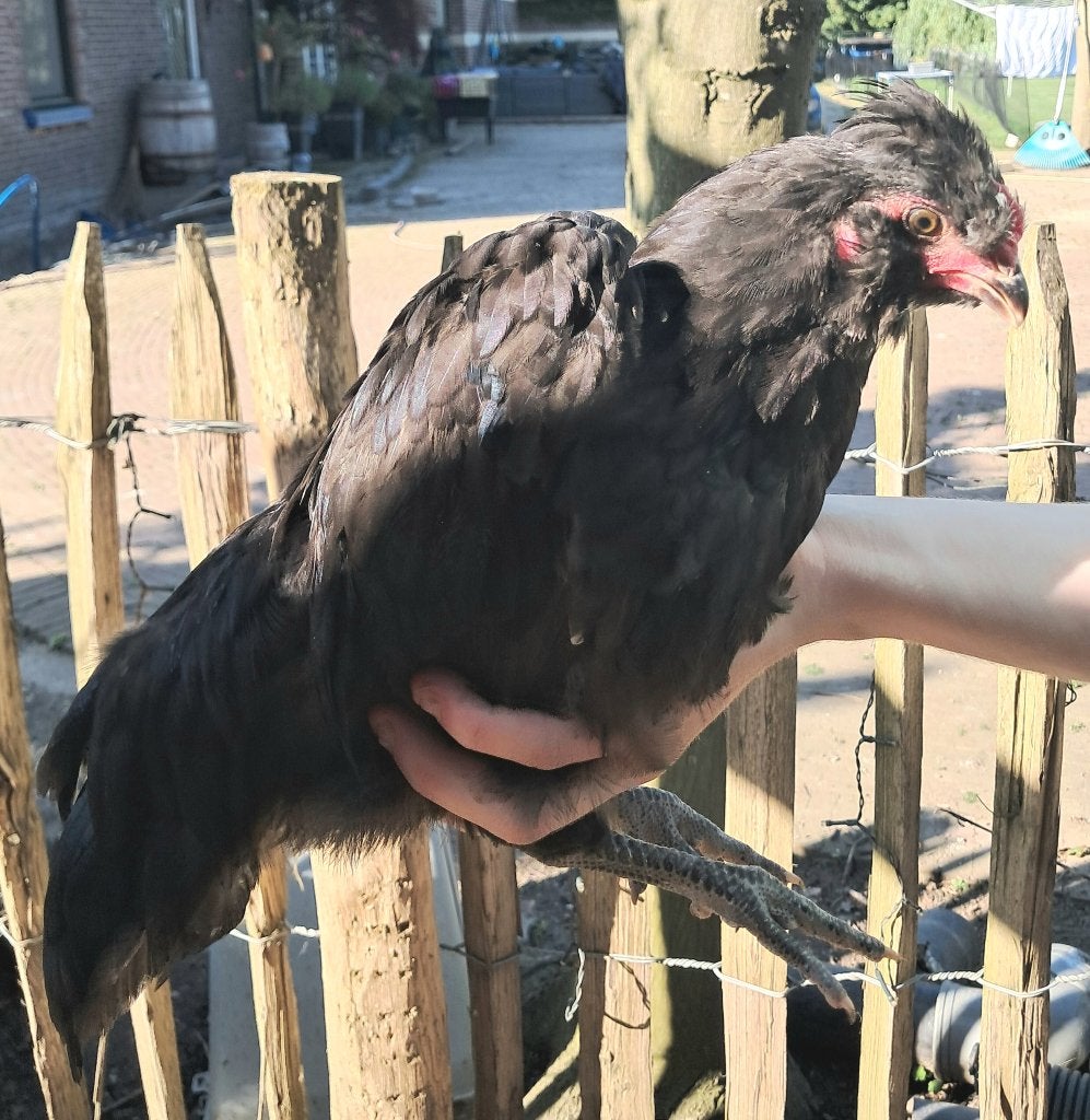 Zwarte araucana haan, Dieren en Toebehoren, Pluimvee, Mannelijk, Kip