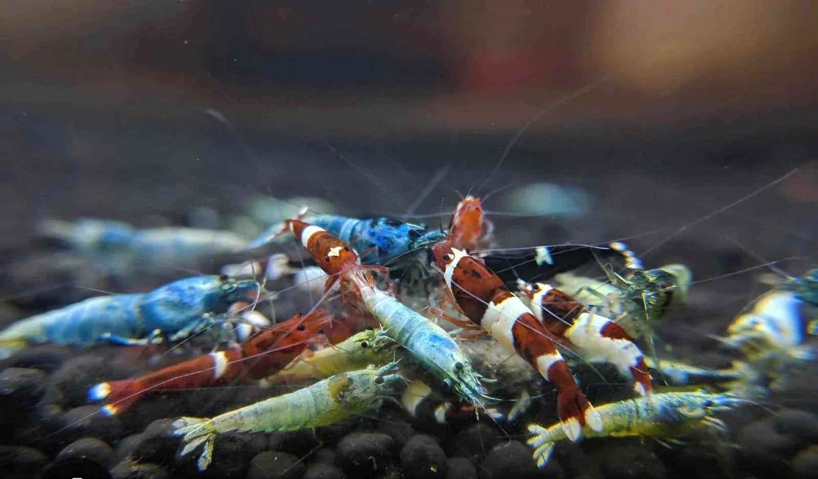 cardina mix garnalen, Kreeft, Krab of Garnaal