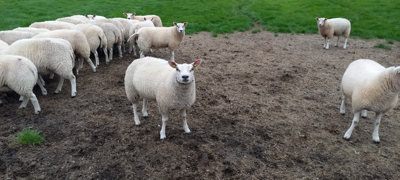 mooie fokooien te koop, Vrouwelijk, Schaap