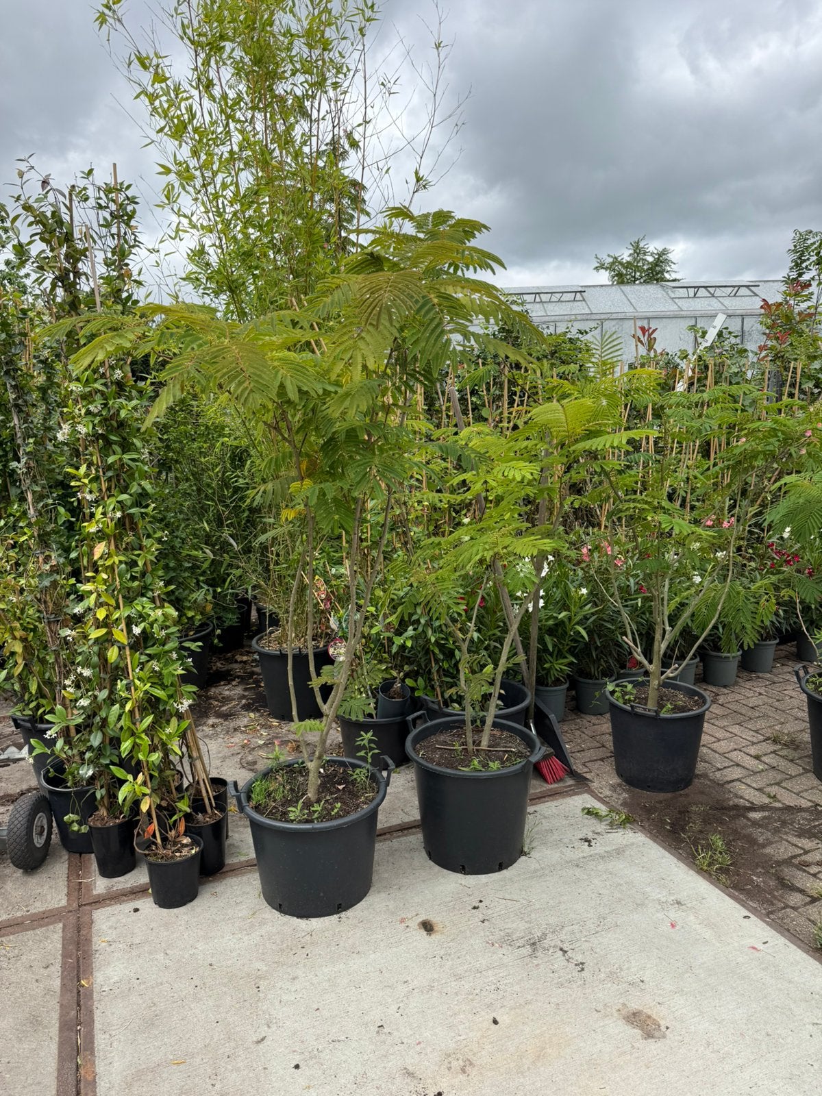 Slaapbomen meerstammig extra aanbieding kan gewoon niet39,95, Volle zon, Vaste plant, Zomer, Ophalen