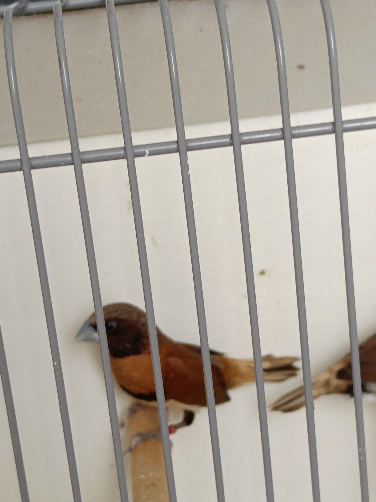 Te koop bruinborstrietvink, Meerdere dieren