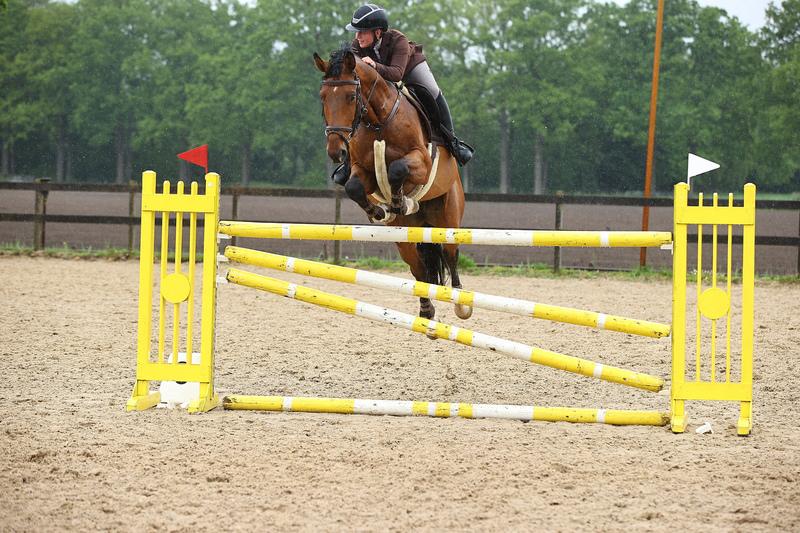 Talentvolle 9-jarige springruin, Dieren en Toebehoren, Paarden, ZZ, Springpaard, Met stamboom, Ruin