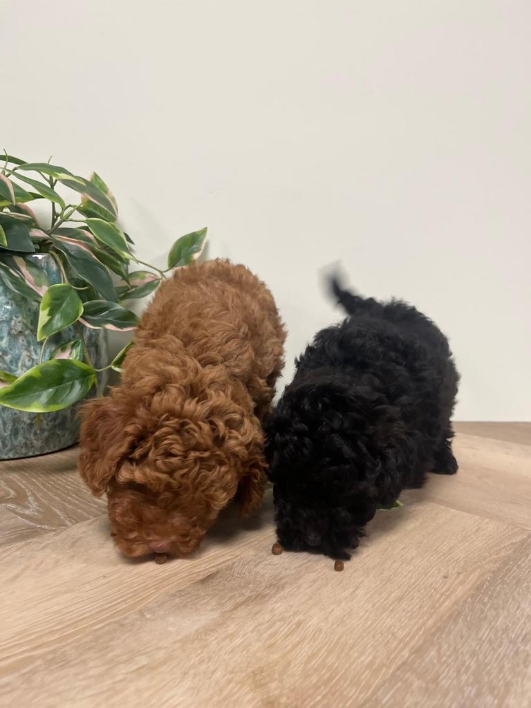 toypoedel / toy poedel puppy’s reutjes zwart en rood, Dieren en Toebehoren, Poedel, Parvo, 8 tot 15 weken, Meerdere