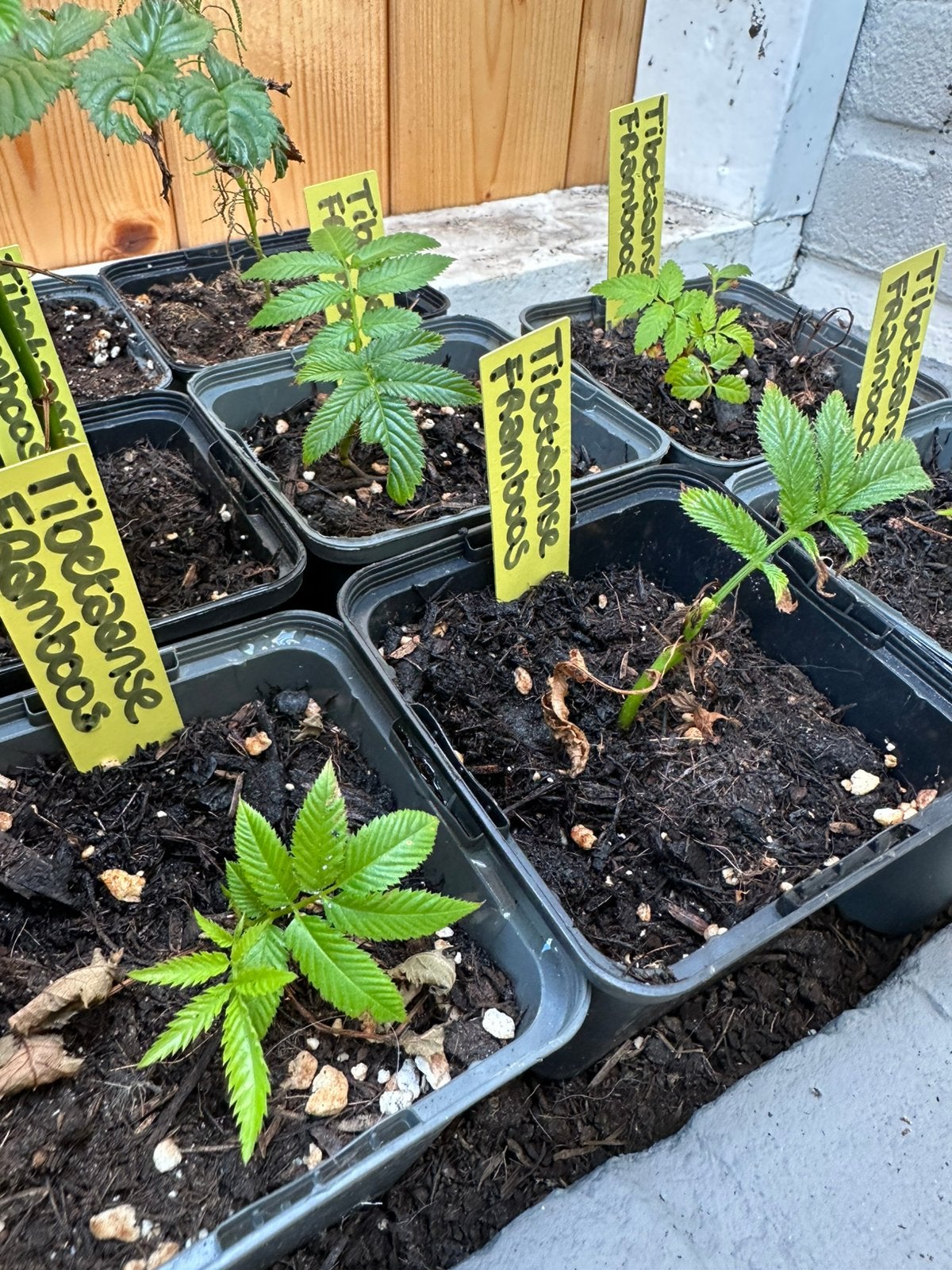Tibetaanse framboos | speciale plant | moestuin, Tuin en Terras, Planten | Tuinplanten, Ophalen of Verzenden, Overige soorten