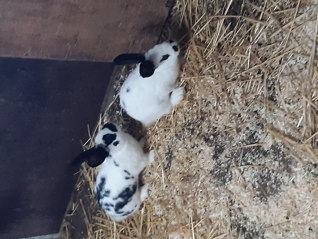 mooie konijnen, Dieren en Toebehoren, Konijnen, Meerdere dieren, Groot, 0 tot 2 jaar