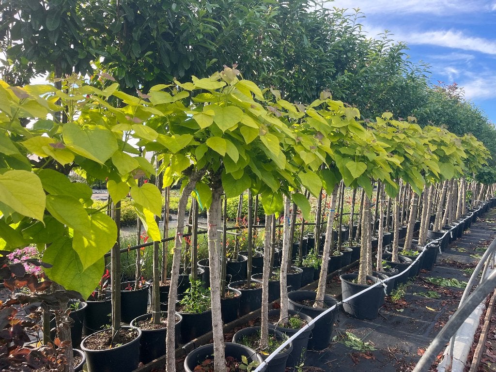 Gele bol Catalpa, MOETEN NU WEG van €79,50 voor €35,00 op=op, Tuin en Terras, Planten | Bomen, Bloeit niet, Halfschaduw, 100 tot 250 cm