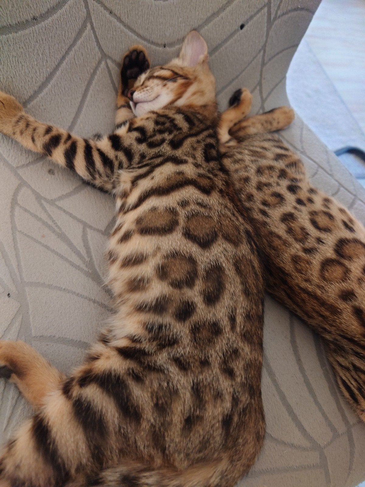 🐆 Bengaal Kitten  💯 Stamboom