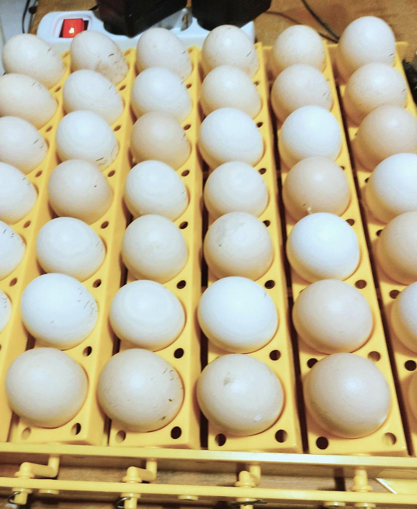 Broedeieren Poule de Bresse, Geslacht onbekend, Kip