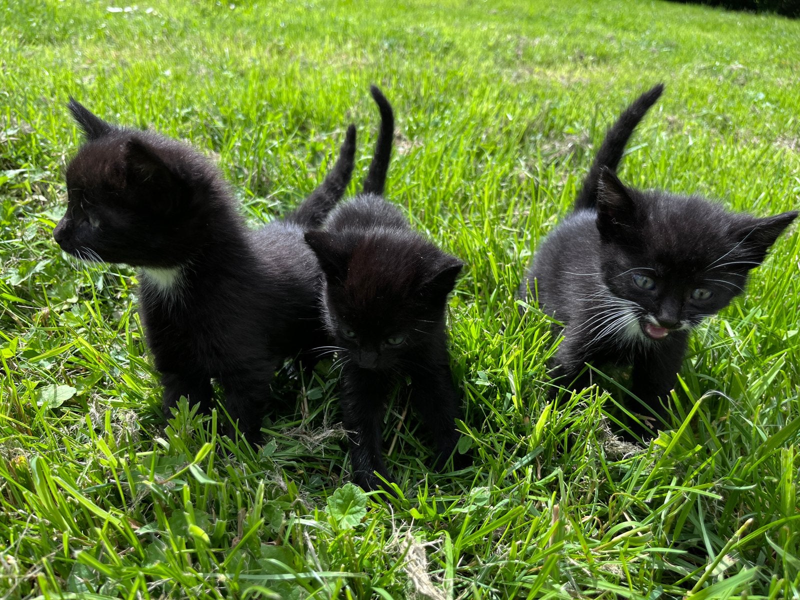 Boerderij kittens te koop, ook langhaar, Meerdere dieren