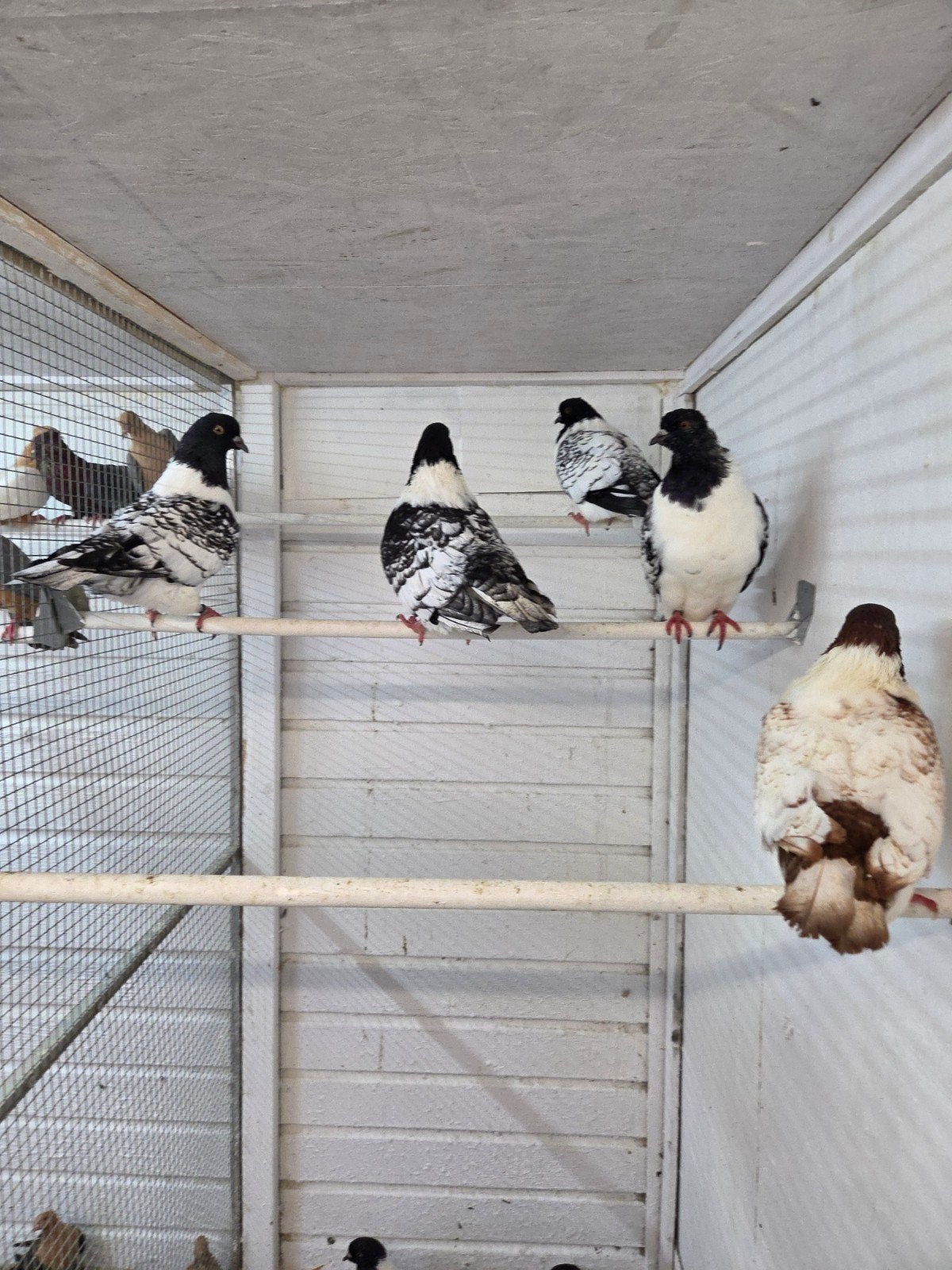 moravische strassers, Dieren en Toebehoren, Vogels | Duiven, Meerdere dieren