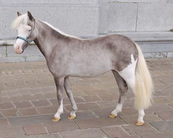 Gezocht! Silverdapple hengst, Hengst