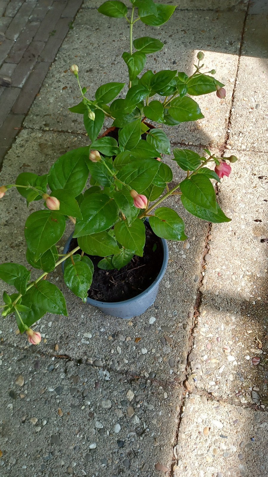 Fuchsia, Ophalen, Eenjarig, Overige soorten, Volle zon
