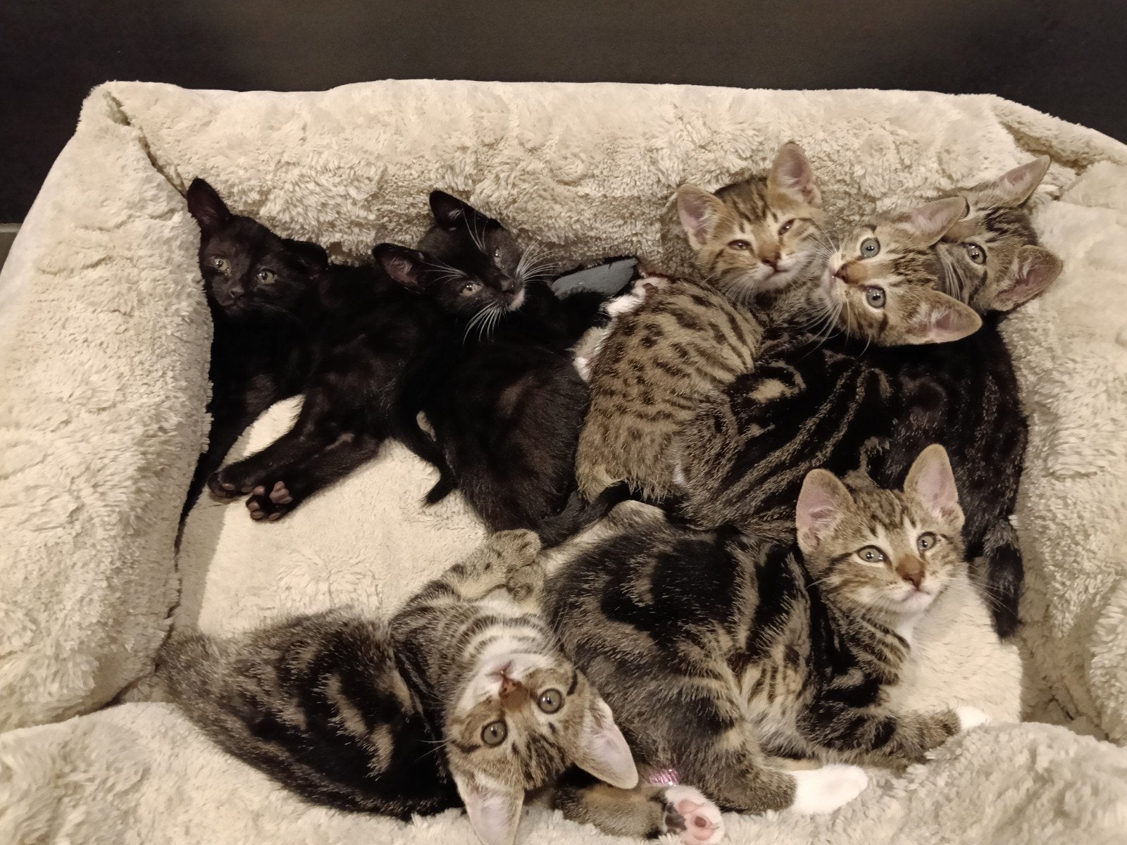 Prachtig nestje kittens 8 weken, Meerdere dieren