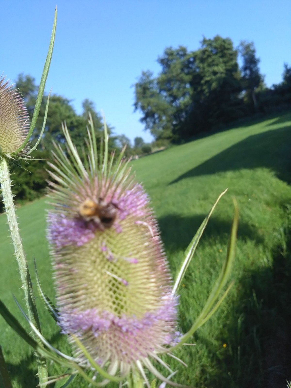 Kaardenbol insectenmagneet, Volle zon, Tweejarig, Zomer, Ophalen