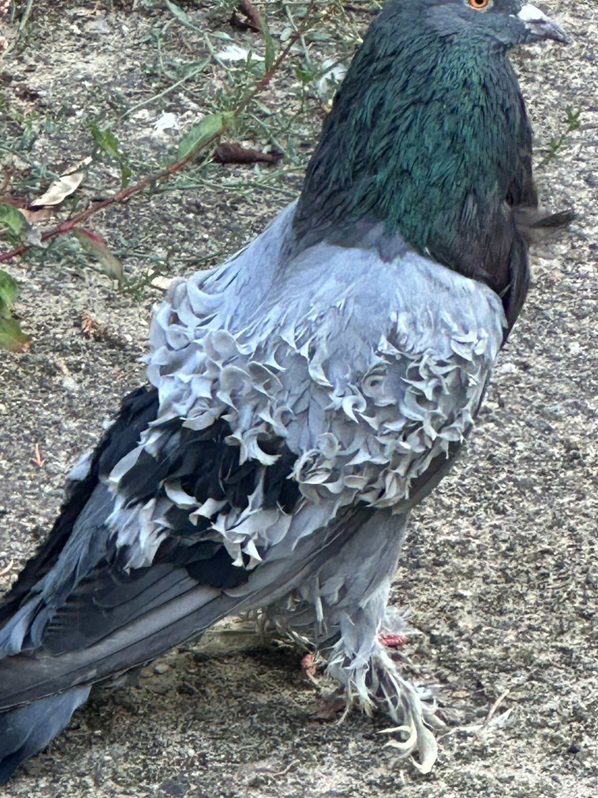 Sierduiven, Dieren en Toebehoren, Vogels | Duiven, Meerdere dieren, Overige soorten