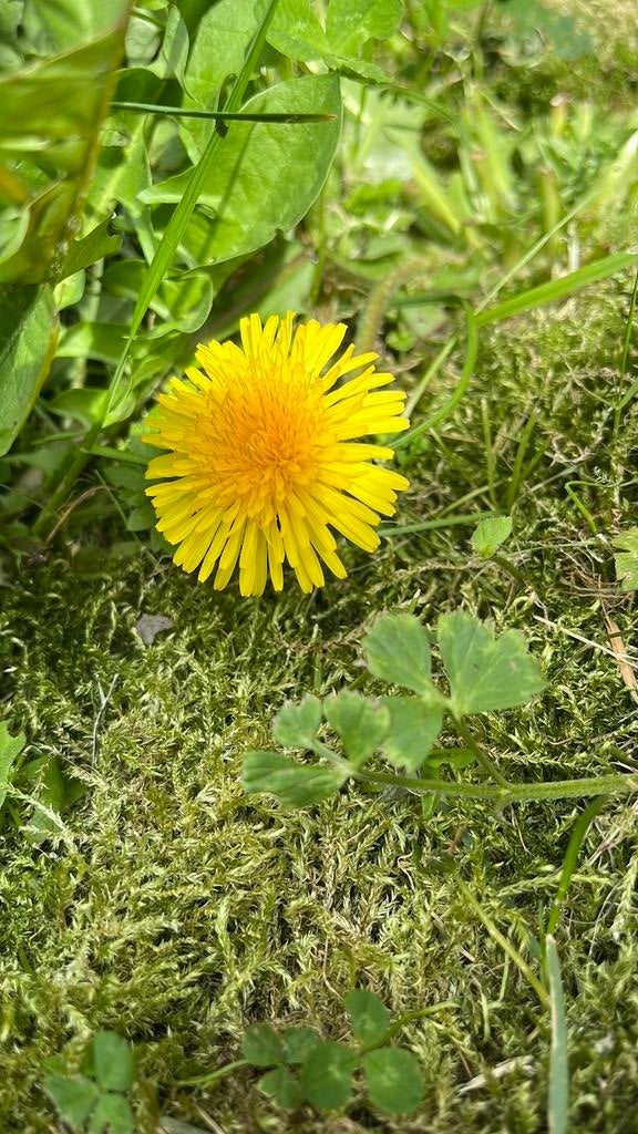 Een nog niet geplukte paardebloem, Ophalen of Verzenden, Volle zon