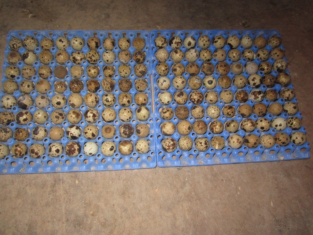 Te Koop kwartel eitjes voor consummpie, Ophalen of Verzenden, Nieuw, Overige typen