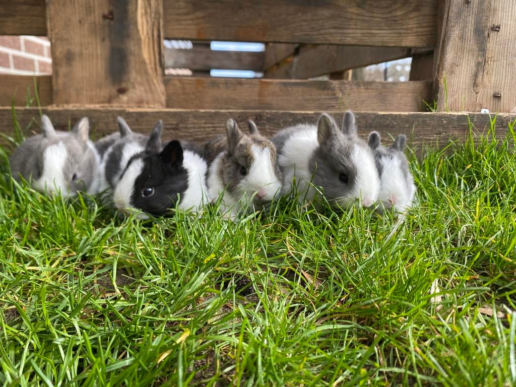 Baby konijntjes!, Dieren en Toebehoren, Konijnen, Meerdere dieren, Dwerg