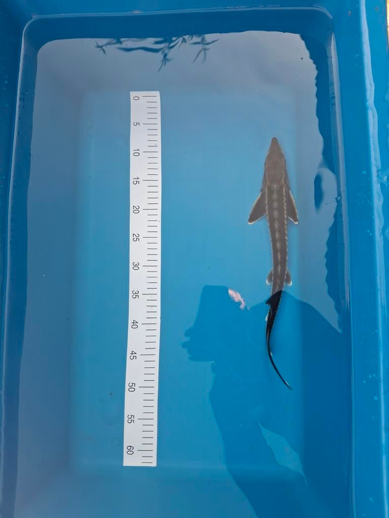 Diamant steur 45 cm., Dieren en Toebehoren, Vissen | Vijvervissen, Steur
