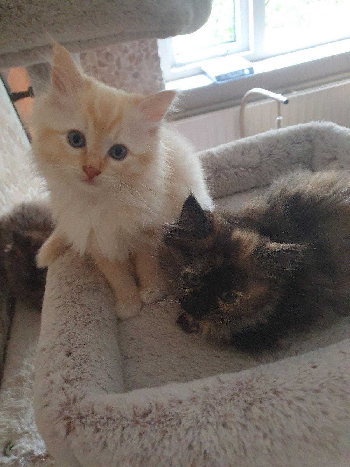 ragdoll kittens, katertjes rood en creme, Kater, Ontwormd