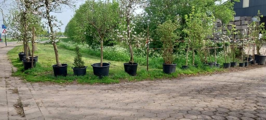 Oude Fruitbomen, Tuin en Terras, Planten | Fruitbomen, Ophalen