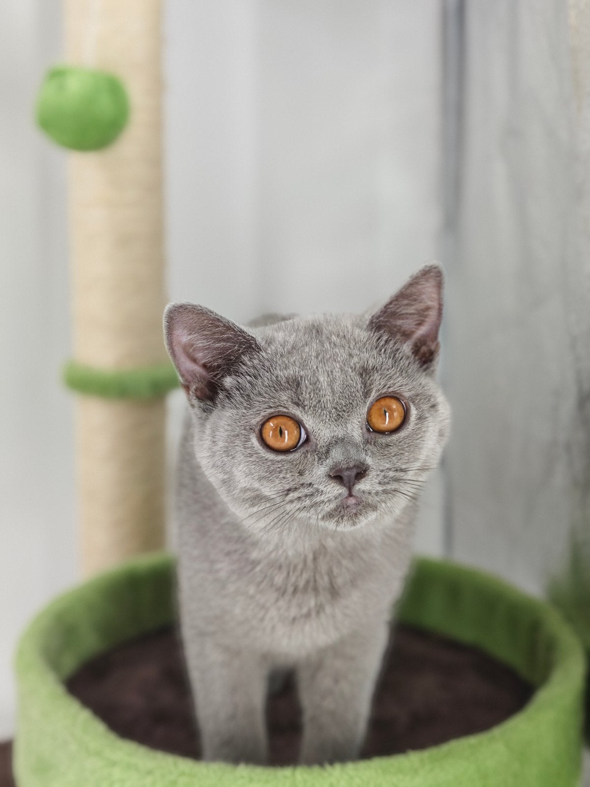 Brite Brits korthaar kitten, Meerdere dieren, Gechipt, 0 tot 2 jaar