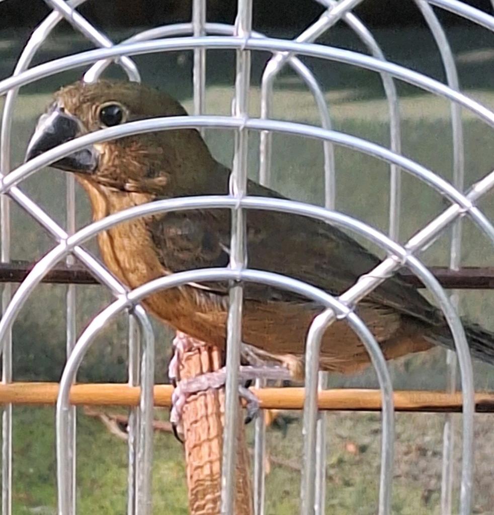 Twatwa jongman, Dieren en Toebehoren, Mannelijk, Geringd