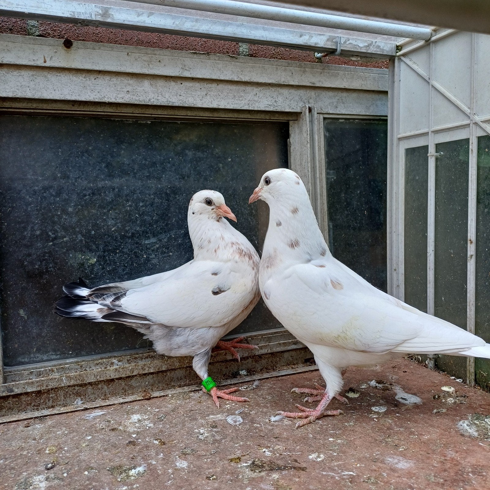 Twee jonge duiven., Meerdere dieren, Overige soorten