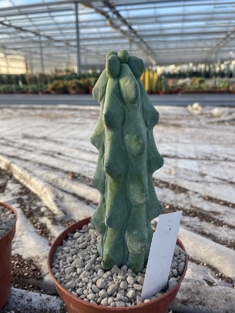 Boobiecactus Myrtillocactus geometrizans Fukurokuryuzinbo, Ophalen of Verzenden, Minder dan 100 cm, Bloeiende kamerplant, Volle zon