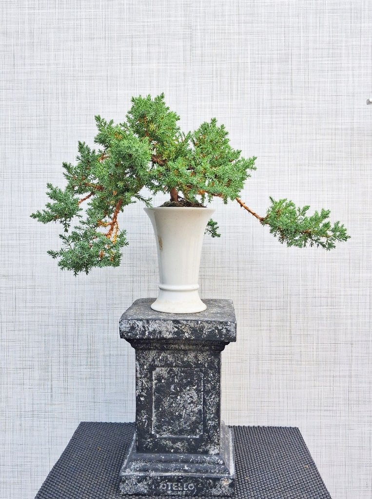 Bonsai Juniperus Squamata-Jeneverbes Creatie Cascade, In pot, Minder dan 100 cm, Bonsai, Groene kamerplant