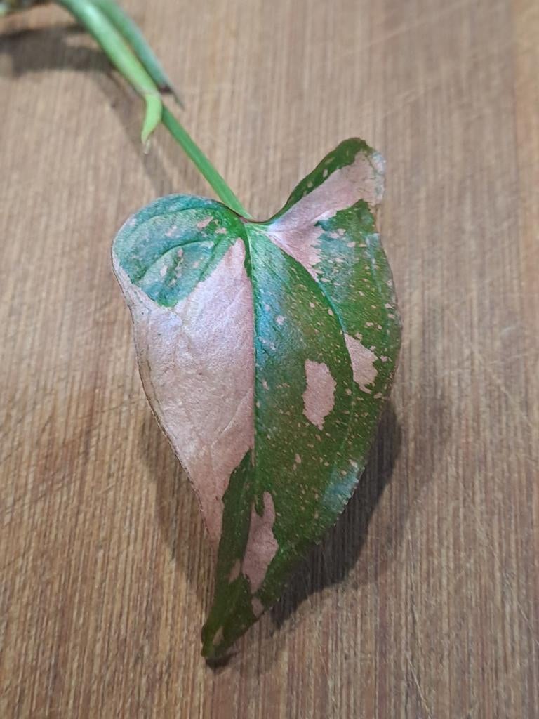 Syngonium Pink Spot, Ophalen of Verzenden, Halfschaduw, Minder dan 100 cm