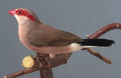Gezocht diverse tropen zie onderstaande, Meerdere dieren, Tropenvogel, Geringd