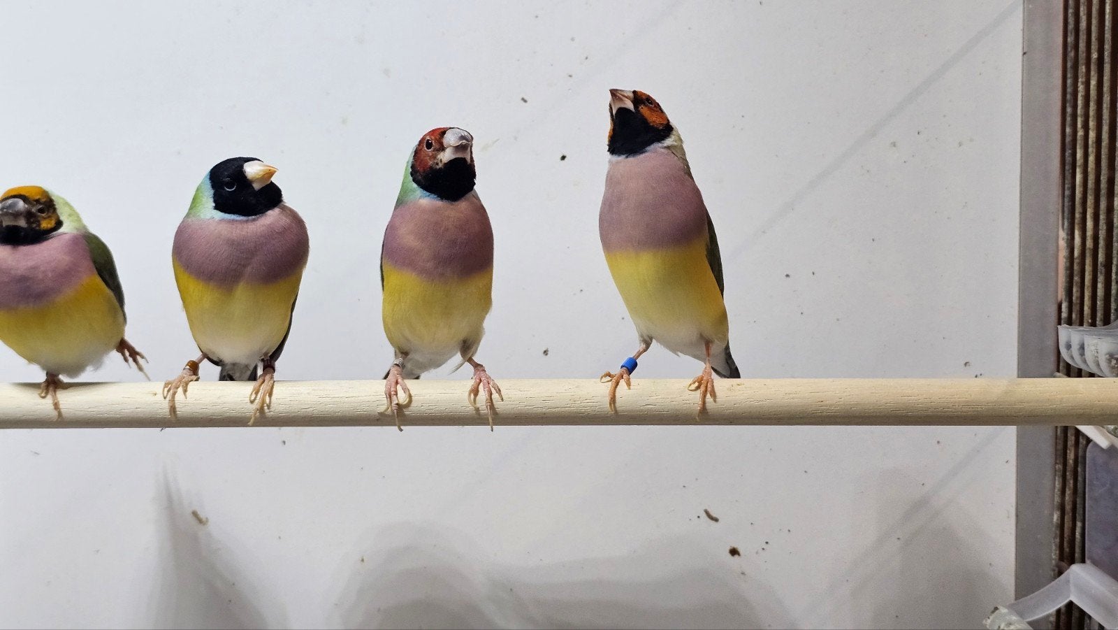 0-4 Gould amadine, Dieren en Toebehoren, Vogels | Overige Vogels, Meerdere dieren
