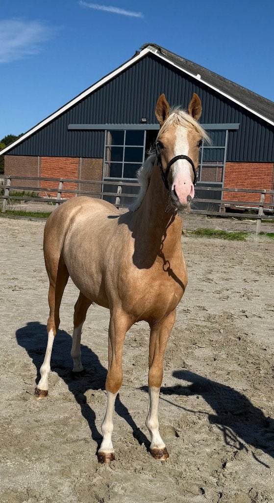 Prachtige jaarling D-pony, Dieren en Toebehoren, Pony's, Merrie, Met stamboom, Dressuurpony, Niet van toepassing