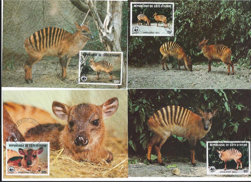 Zebraduiker wwf wnf 4 maxikaarten Ideaal voor Postcrossing, Ophalen of Verzenden, 1980 tot heden, Ongelopen, Overige soorten