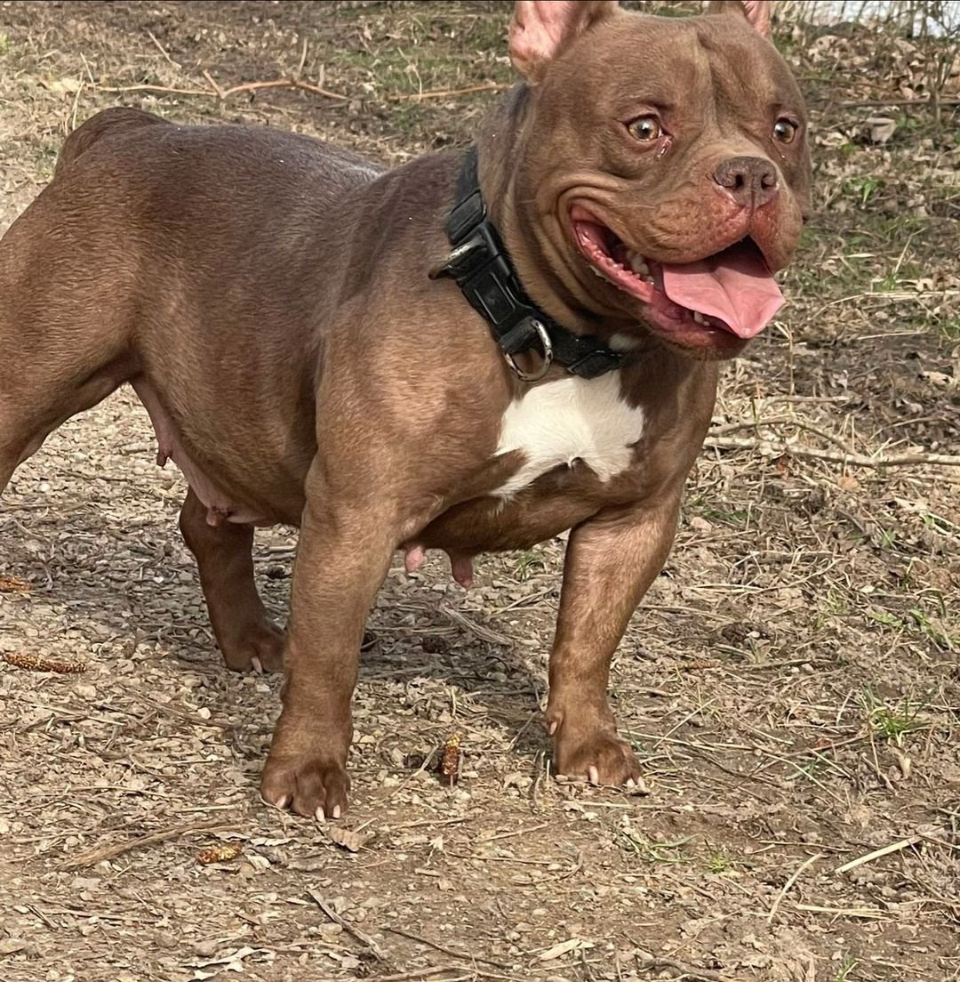 Amerikaanse micro bully, 1 tot 2 jaar, Teef, Parvo, Bulldog