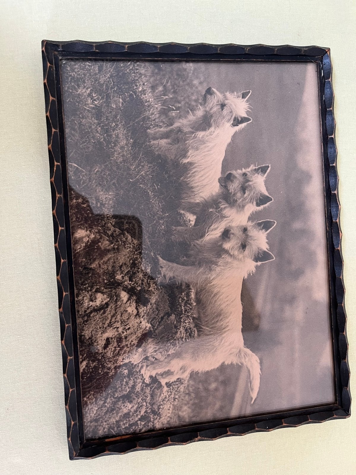 Drie West Highland White Terriers in houten lijst, Overige ondergronden, Dieren, Ophalen of Verzenden, Print