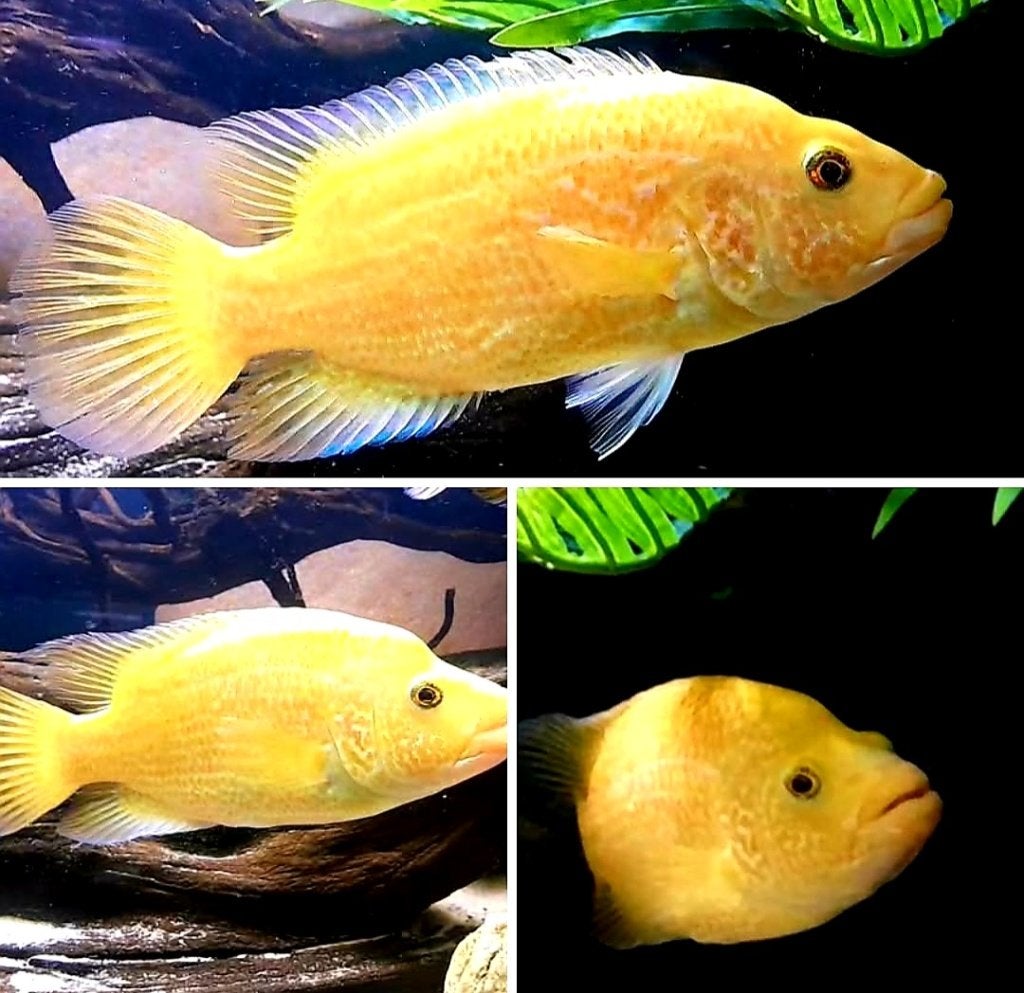 Parachromis zeldzame rovers, Dieren en Toebehoren, Vissen | Aquariumvissen, Vis, Zoetwatervis