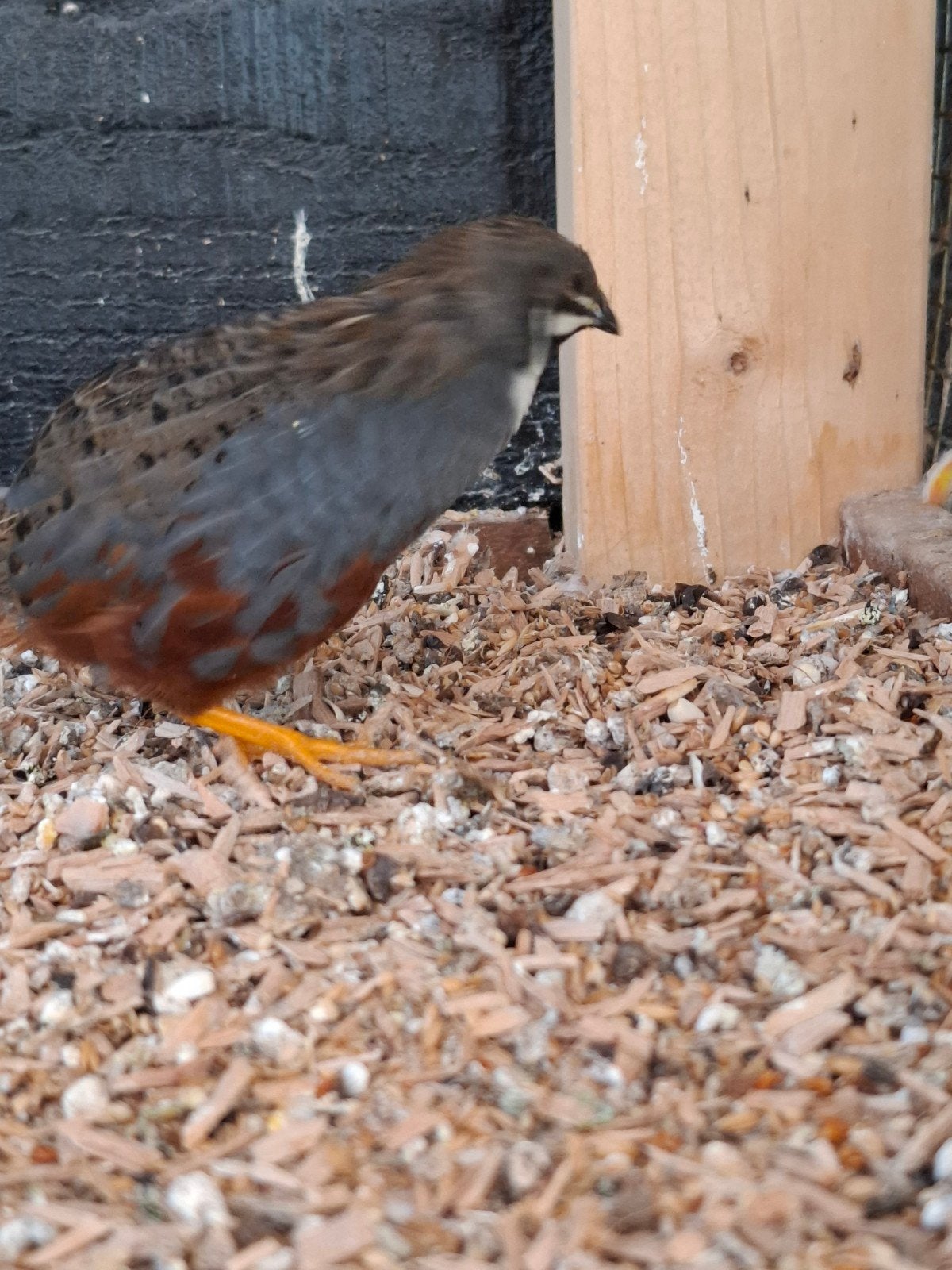 Dwergkwartel, Dieren en Toebehoren, Vogels | Overige Vogels, Mannelijk