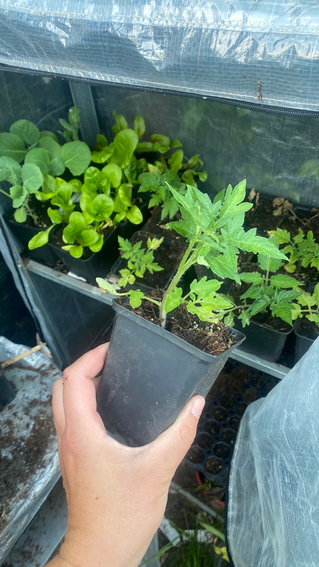 Tomaten plant San Marzano BIO, Ophalen, Eenjarig, Groenteplanten, Volle zon