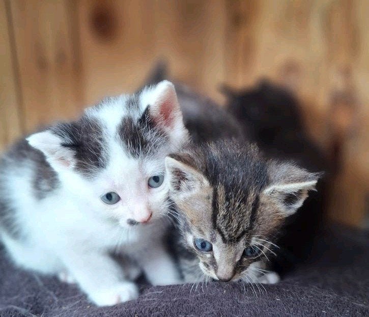 Boerderij kittens / poes, Poes, Kortharig, 0 tot 2 jaar